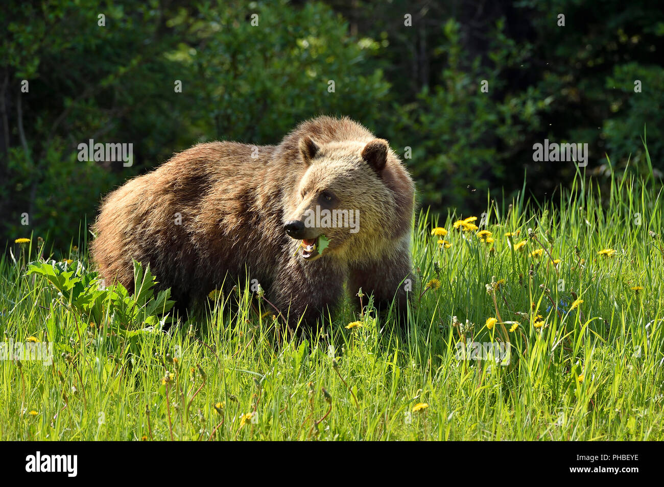 Un orso grizzly (Ursus arctos); guardando indietro mentre si alimenta sul verde foglie dandilyon nelle zone rurali di Alberta in Canada. Foto Stock