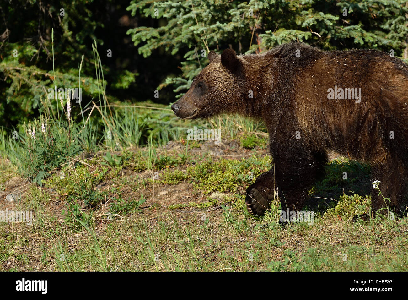 Un'immagine orizzontale di un giovane orso grizzly (Ursus arctos); camminando lungo il bordo della foresta nella campagna Alberta Canada Foto Stock