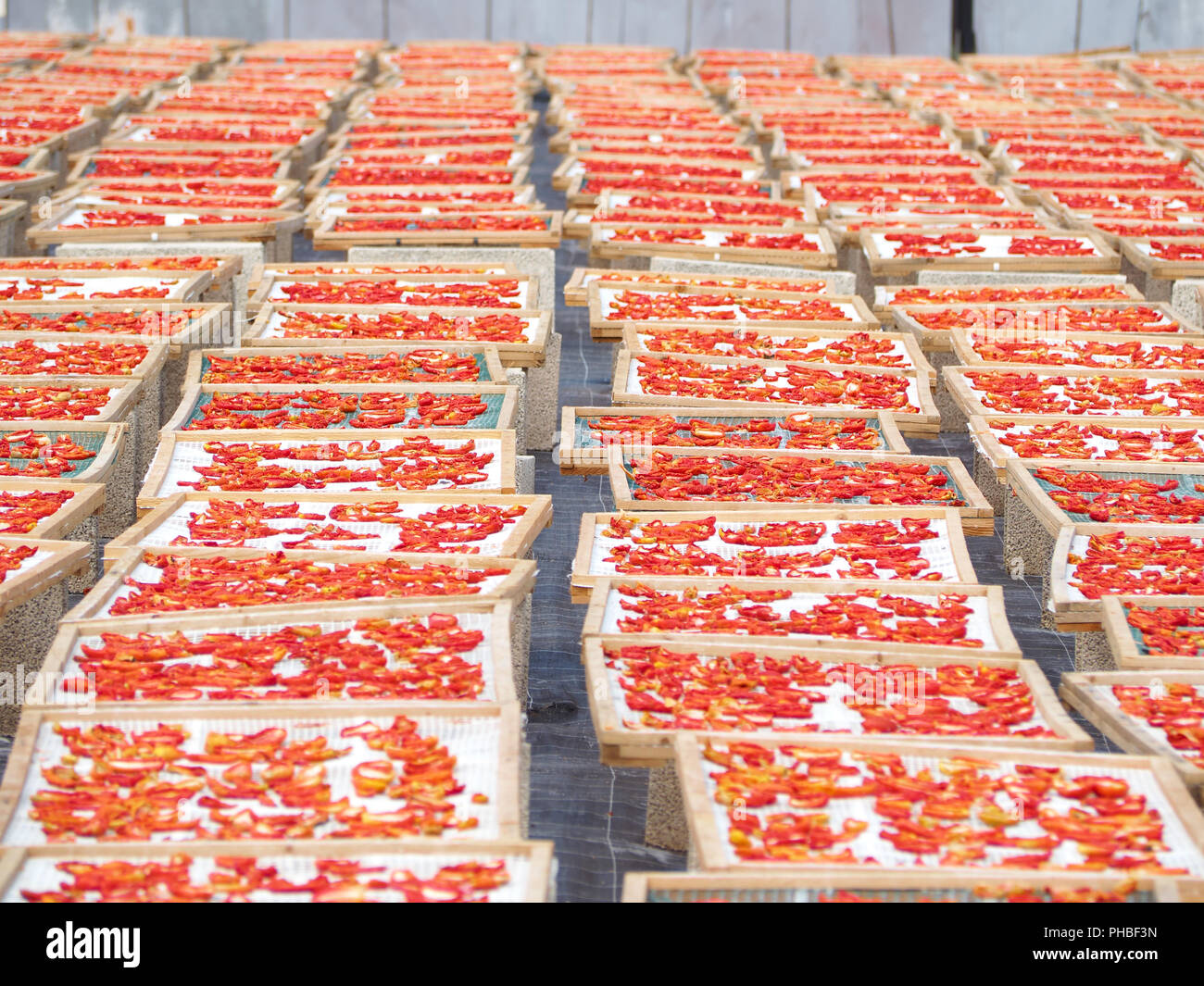 La realizzazione di "Pummaroru Siccu", tradizionale pomodoro essiccato molto popolari e tradizionali in Sicilia e in Italia. Foto Stock
