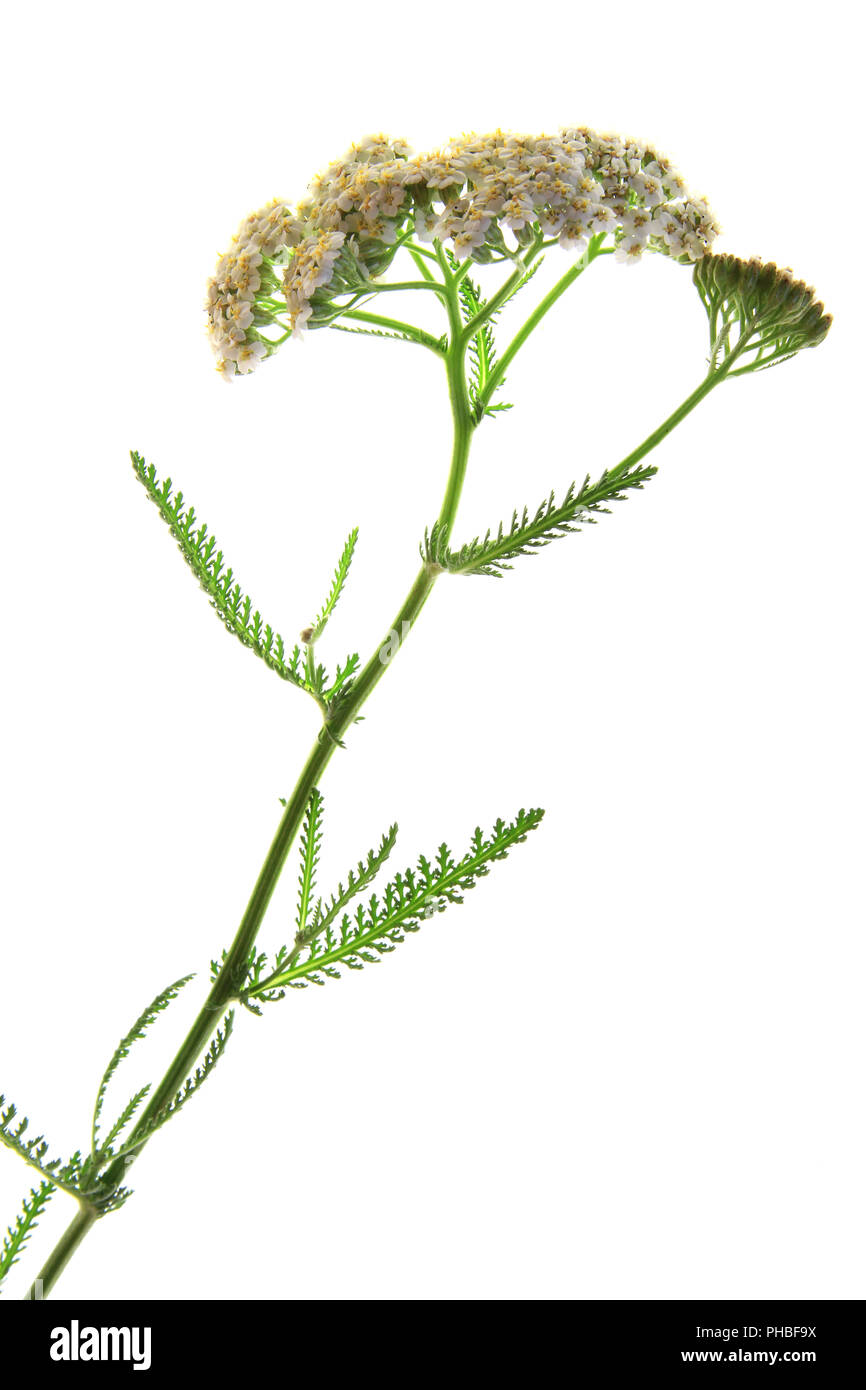 Yarrow comune (Achillea millefolium) Foto Stock