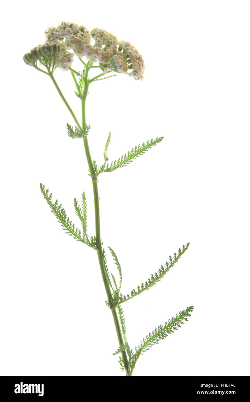 Yarrow comune (Achillea millefolium) Foto Stock