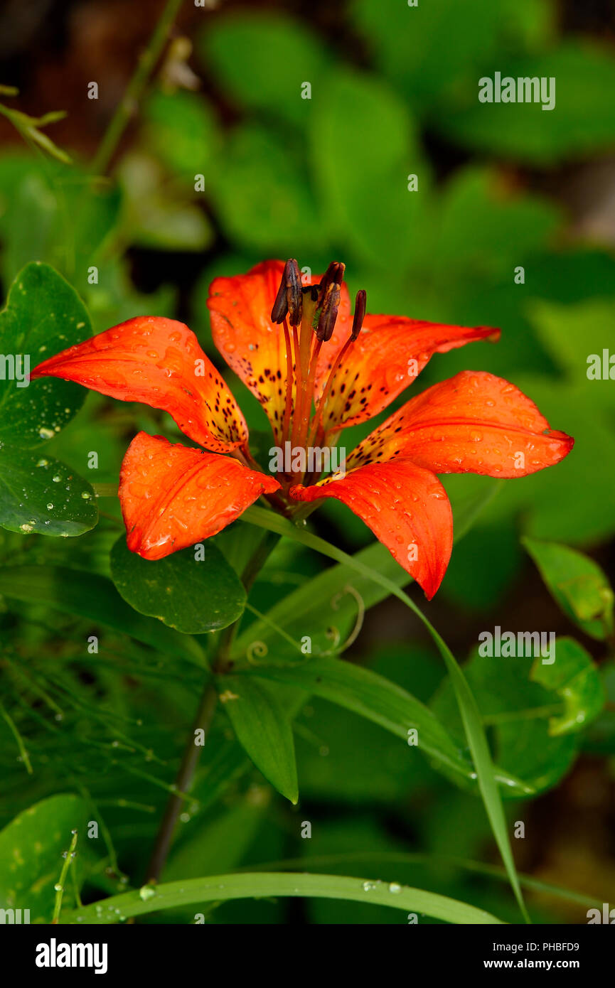 Un'immagine verticale di un bosco selvatico Lily (Lilium philadelphicum) cresce in una zona boscosa nelle zone rurali di Alberta in Canada. Foto Stock
