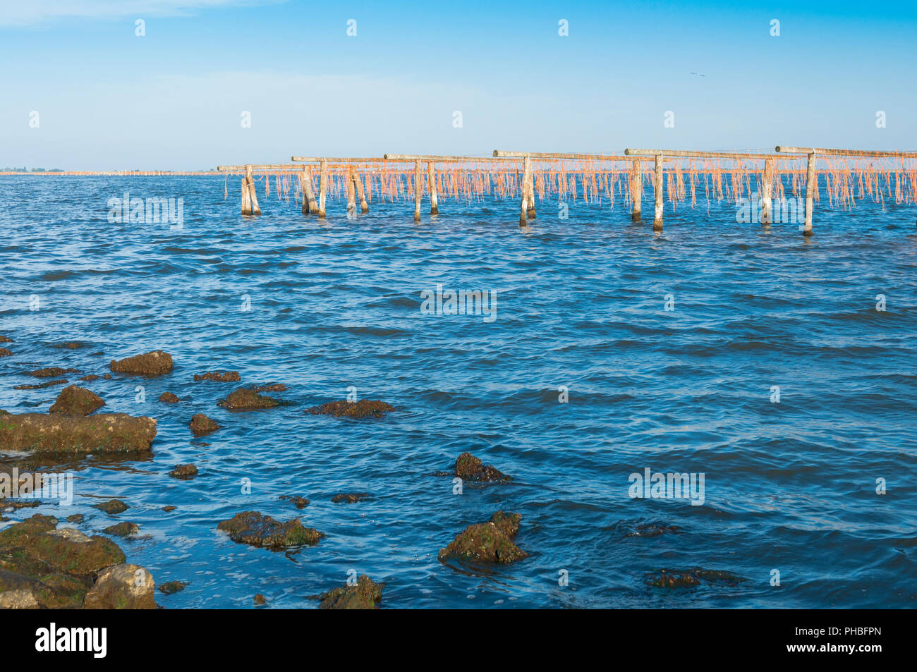 Vista della coltivazione di mitili sistem a La Laguna di Scardovari, Po estuario del fiume, Rovigo, Veneto, Italia Foto Stock