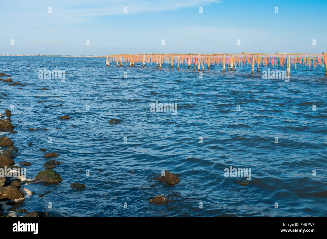Vista della coltivazione di mitili sistem a La Laguna di Scardovari, Po estuario del fiume, Rovigo, Veneto, Italia Foto Stock