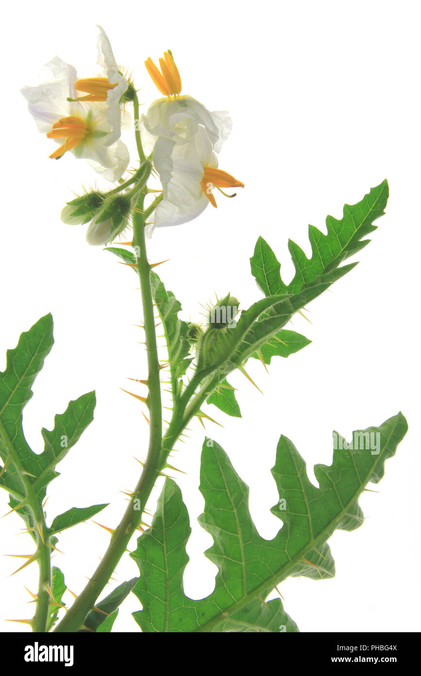 Solanum sisymbriifolium (litchi pomodoro, vila-vila, sticky nightshade) Foto Stock