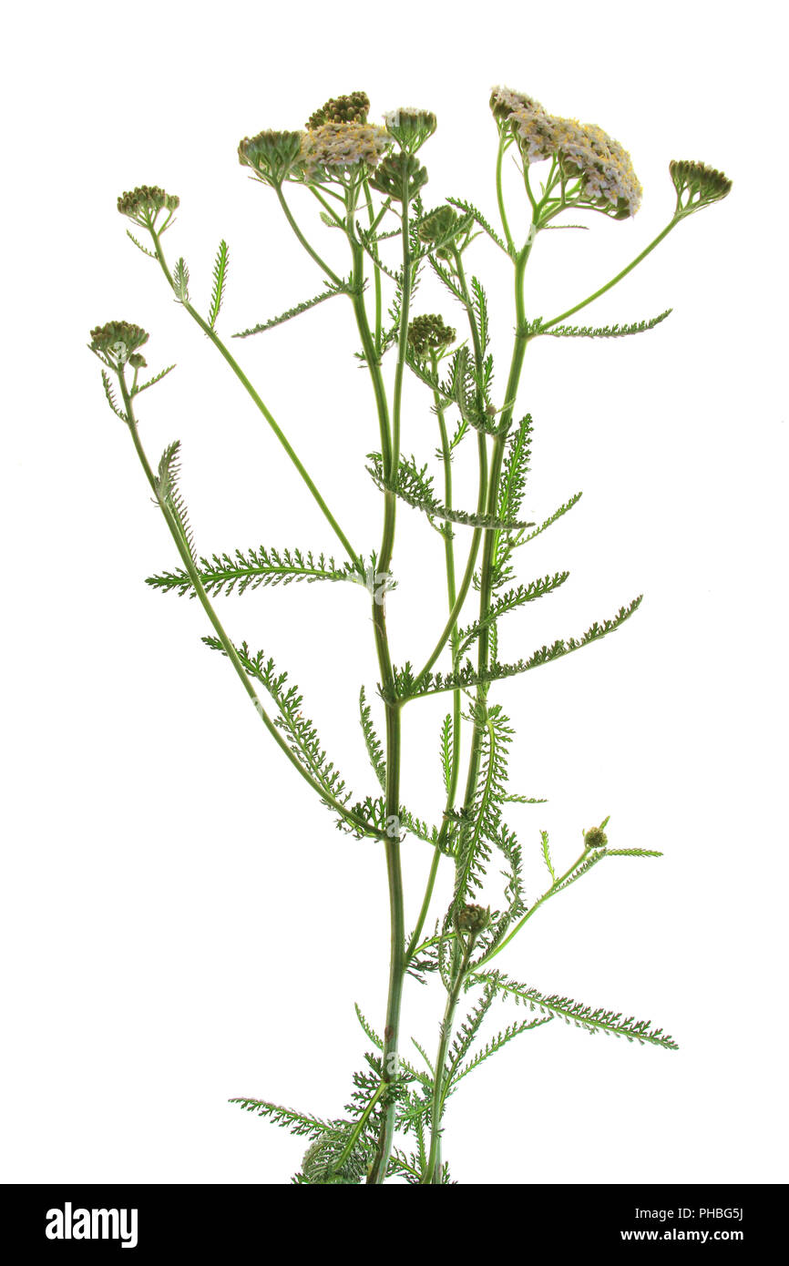 Yarrow comune (Achillea millefolium) Foto Stock