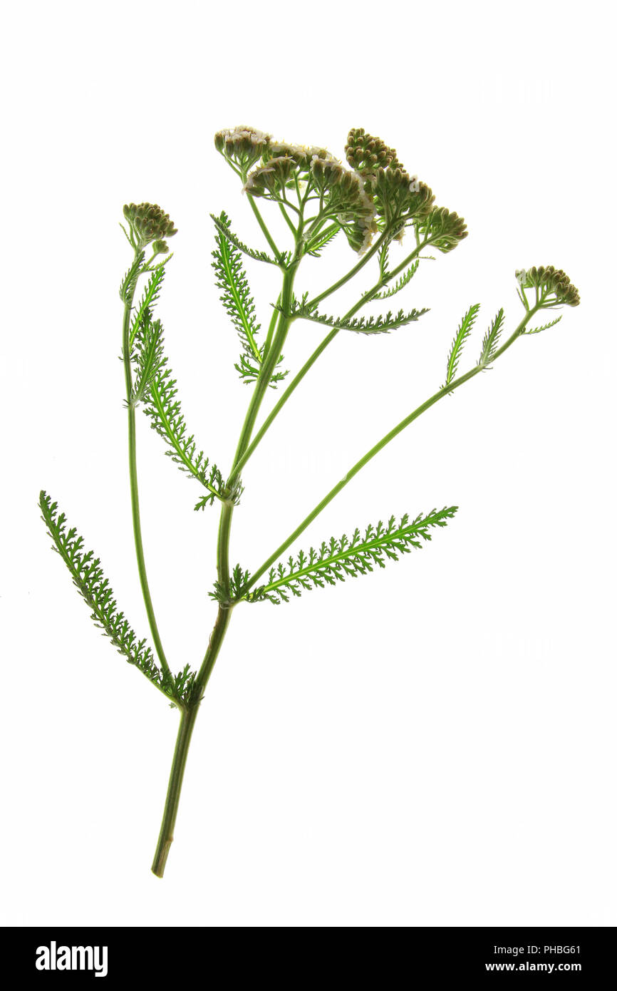 Yarrow comune (Achillea millefolium) Foto Stock