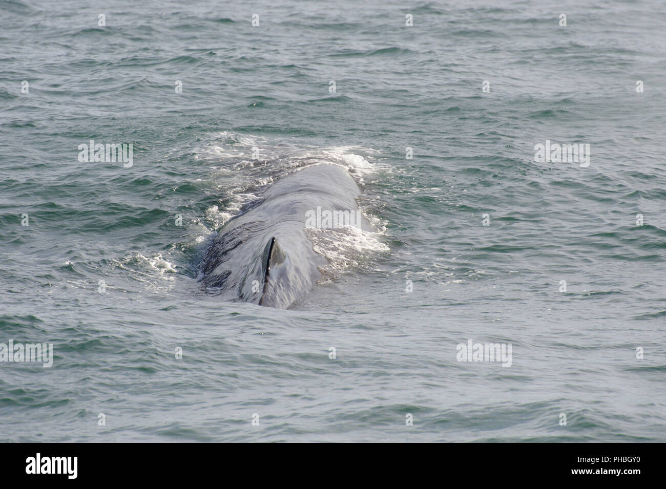 Sperma balena immersioni subacquee Foto Stock