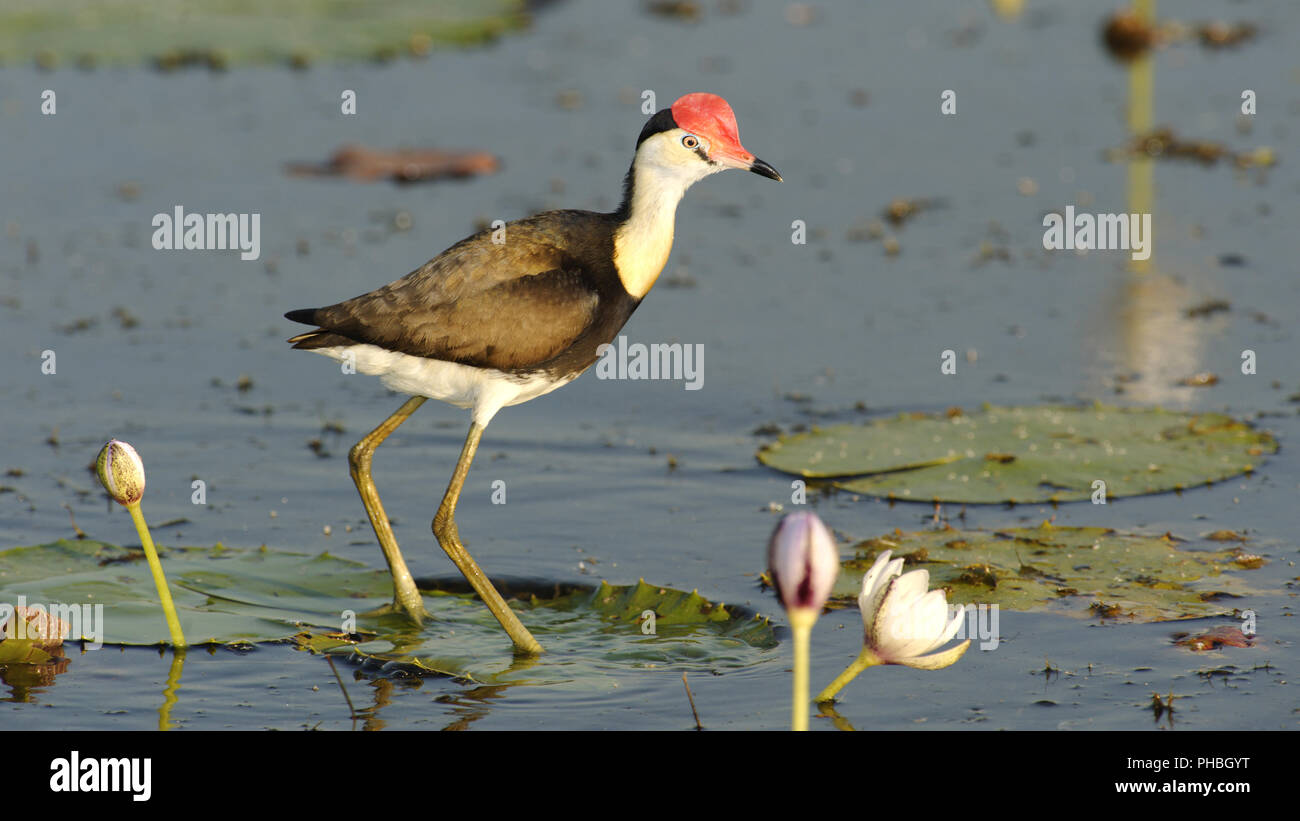 Pettine Crested Jacana, del Fiume Giallo, Australia Foto Stock