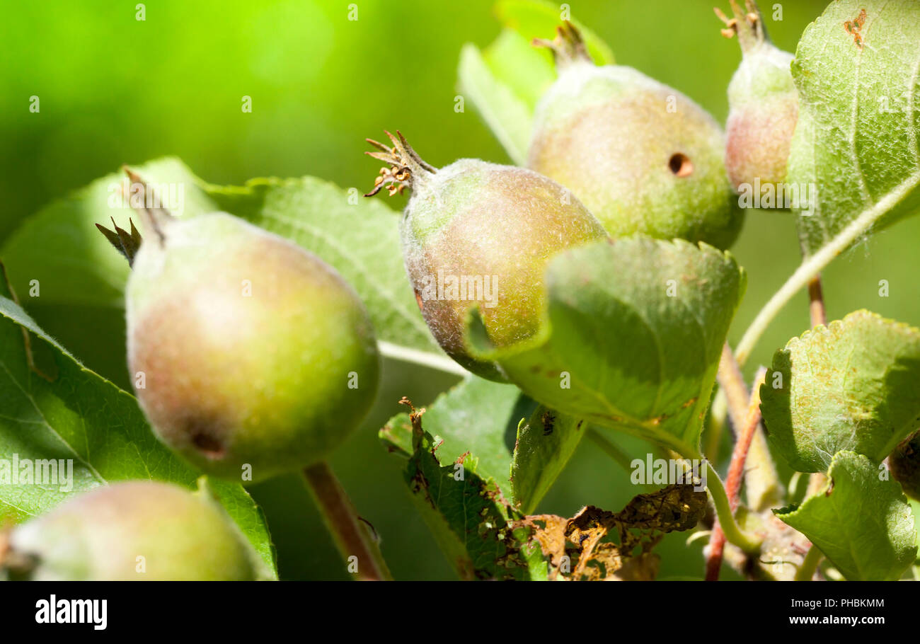 Giovani mele acide all'inizio della crescita, close-up su il melo dopo la fioritura e di ovaia di nuovi frutti di mele Foto Stock