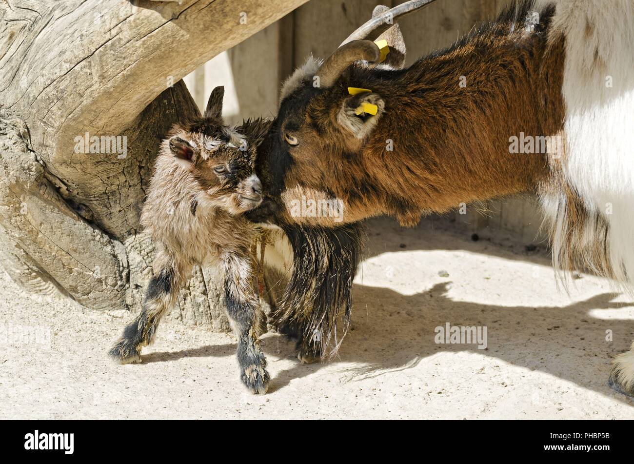 Dwarf capra madre pulizia suoi neonati Foto Stock