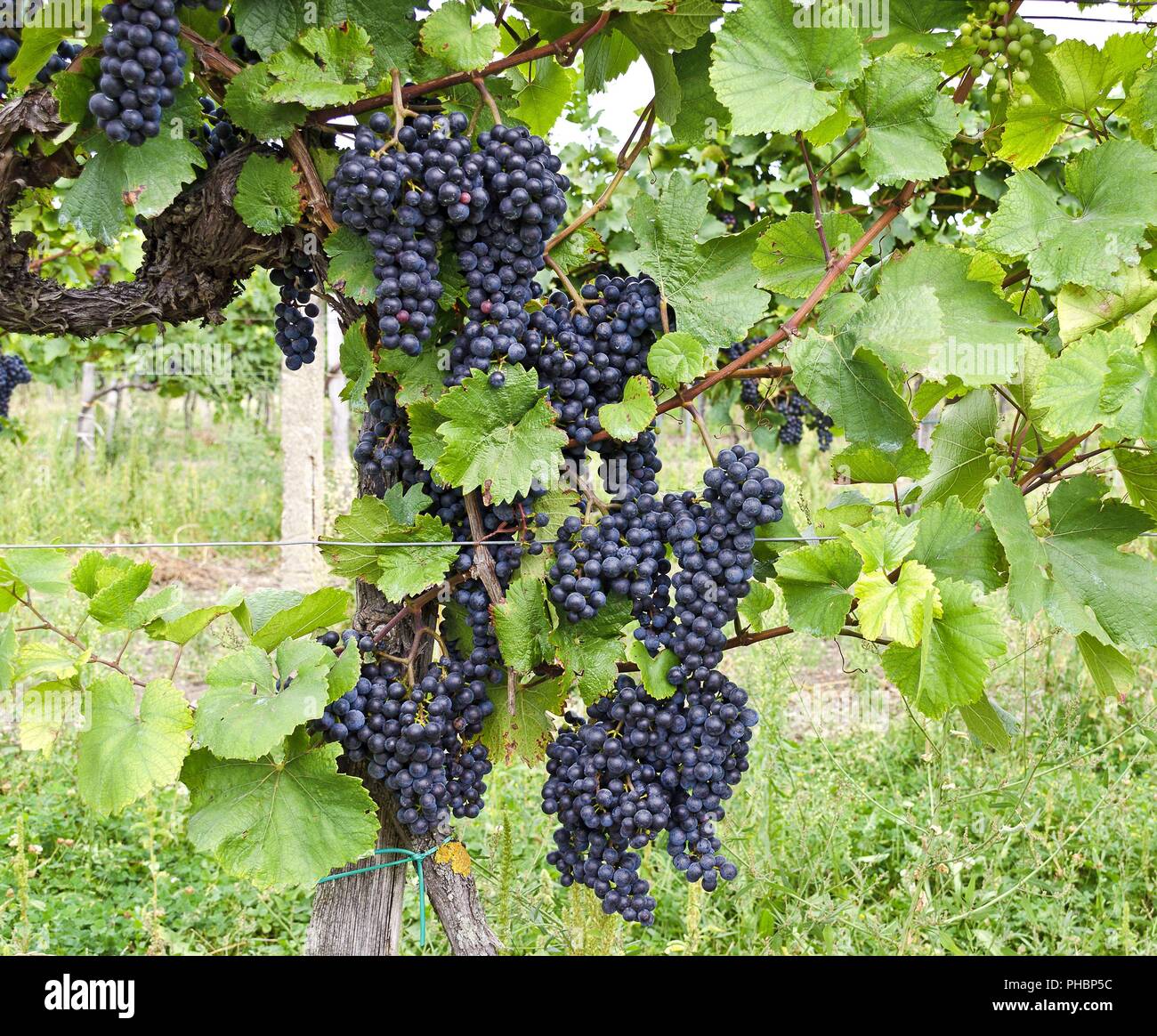 Ceppo di vite con viti della varietà Zweigelt Foto Stock