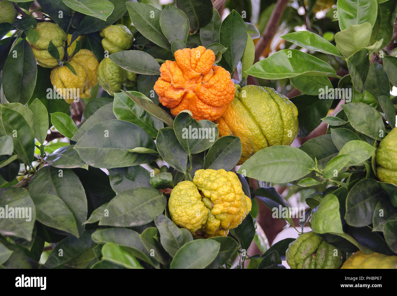I limoni della varietà Buddha mano Foto Stock