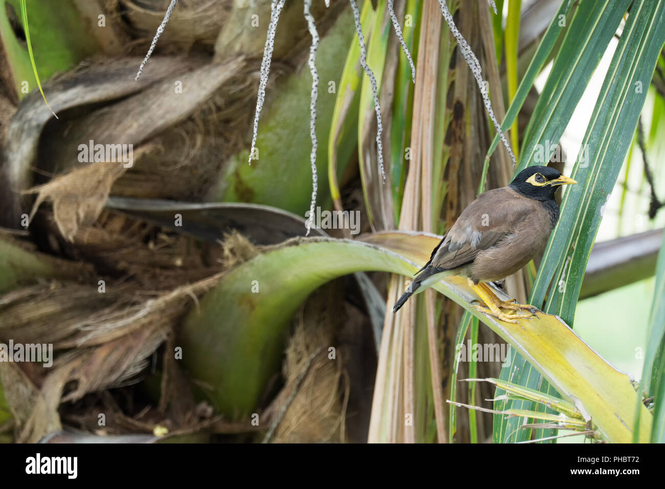 Myna comune seduto su un ramo di palma Foto Stock