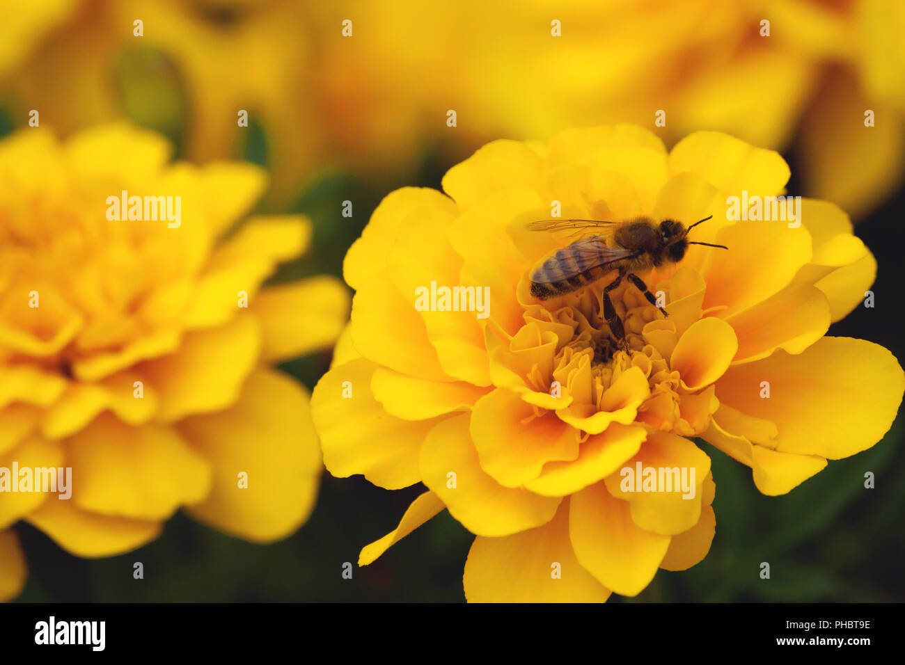 Tagetes, calendula, simbolo di salute e longevità, bello e luminoso giallo piante close-up, un ape su un fiore, crescono in natura Foto Stock