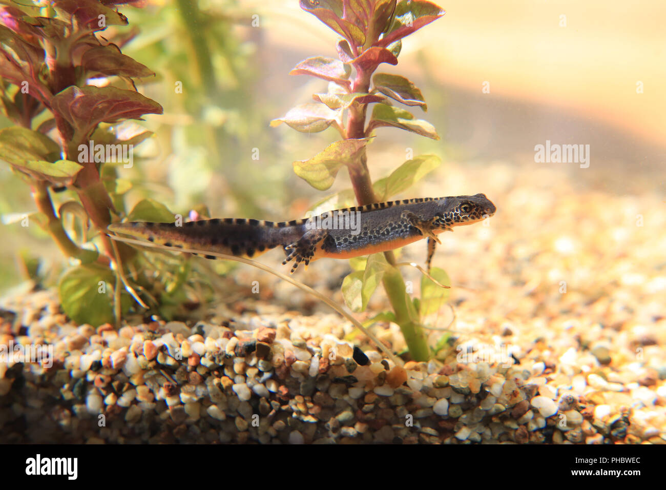 Maschio di tritone alpestre, Triturus alpestris Foto Stock