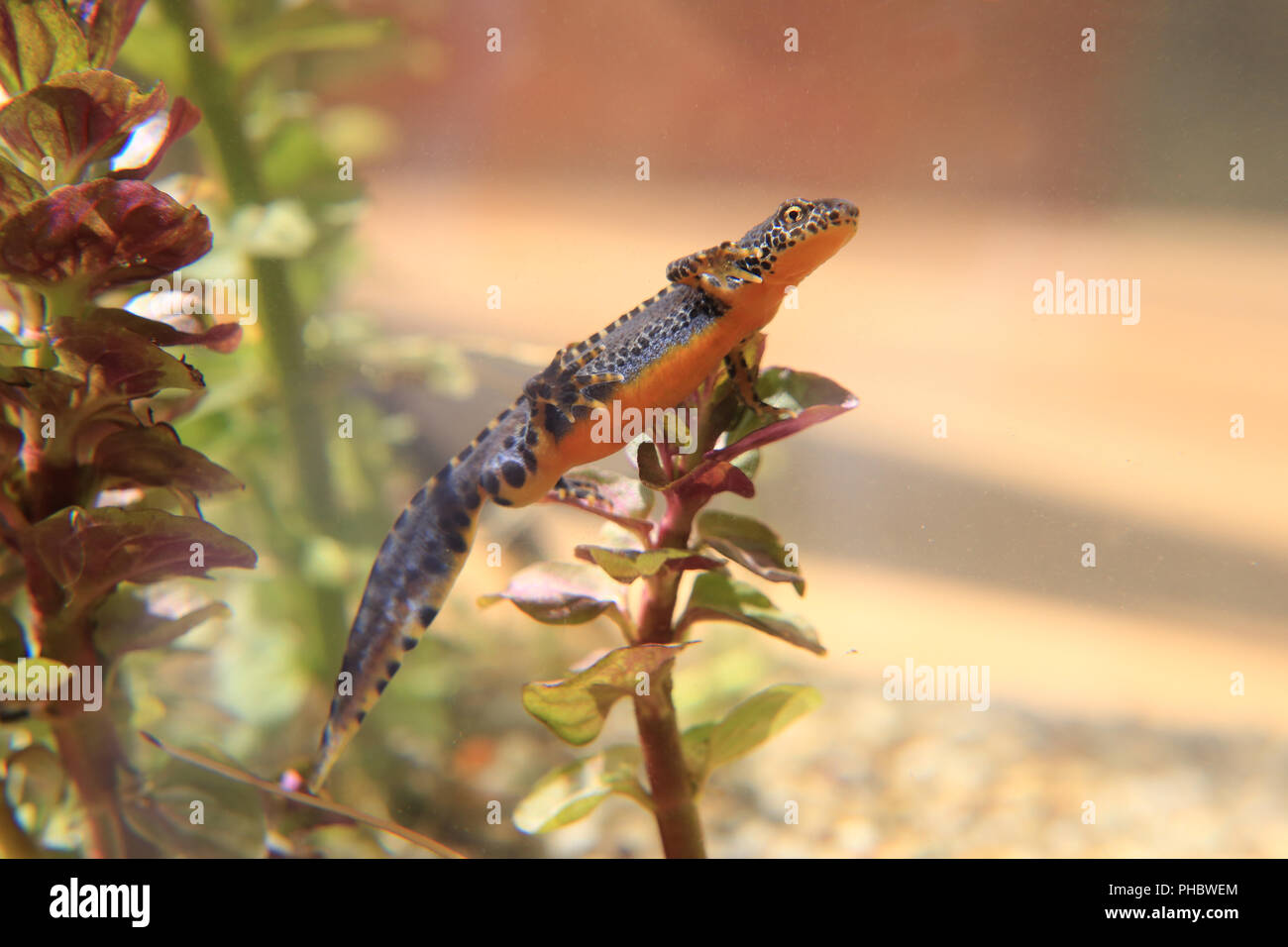 Maschio di tritone alpestre, Triturus alpestris Foto Stock