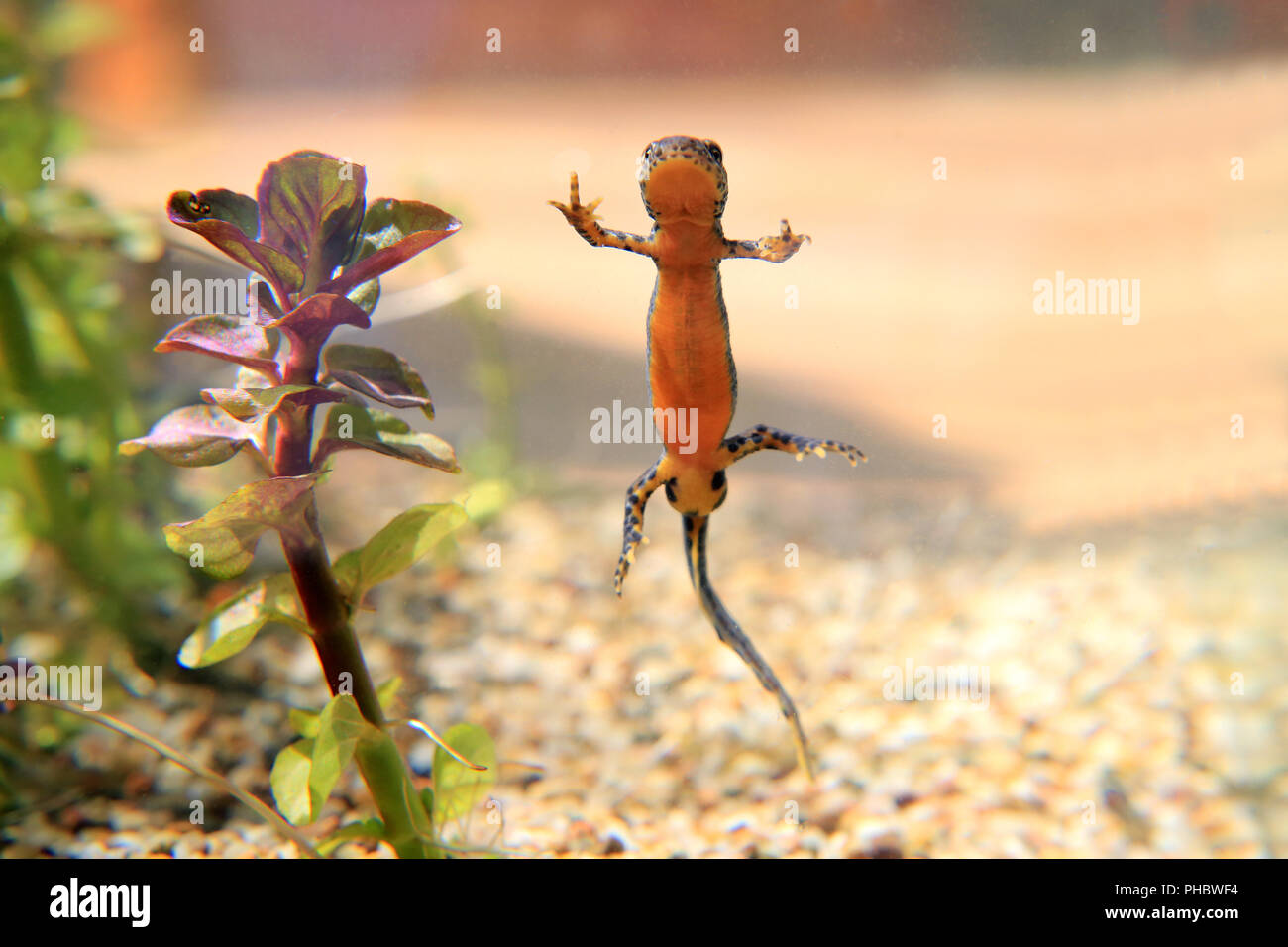 Maschio di tritone alpestre, Triturus alpestris Foto Stock