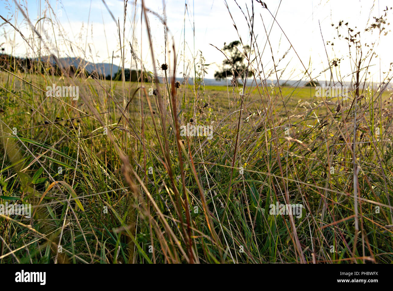 Un'immagine ravvicinata di alcuni il grano ed erba con un sacco di dettagli e una grande vista in background. Foto Stock