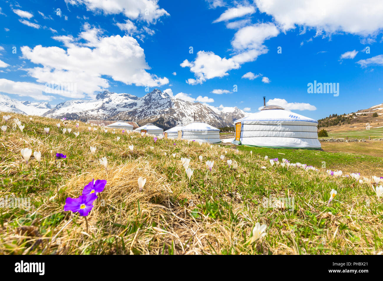 In primavera in mongolo tende di Alp Flix, Sur, Surses, Parc Ela, Regione di Albula del Cantone dei Grigioni, Svizzera, Europa Foto Stock