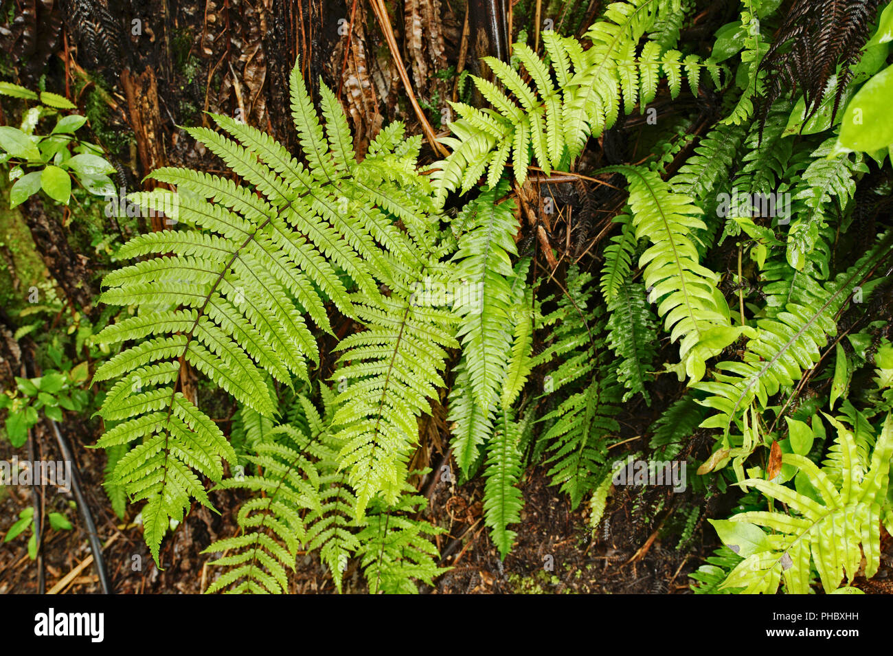 Verde vivace felci, Nuova Zelanda Foto Stock