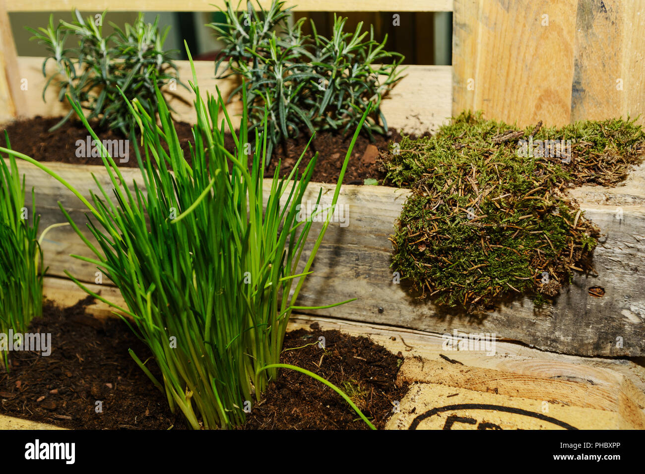 Creative giardino di erbe da un Euro pallet di legno - dettaglio Foto Stock