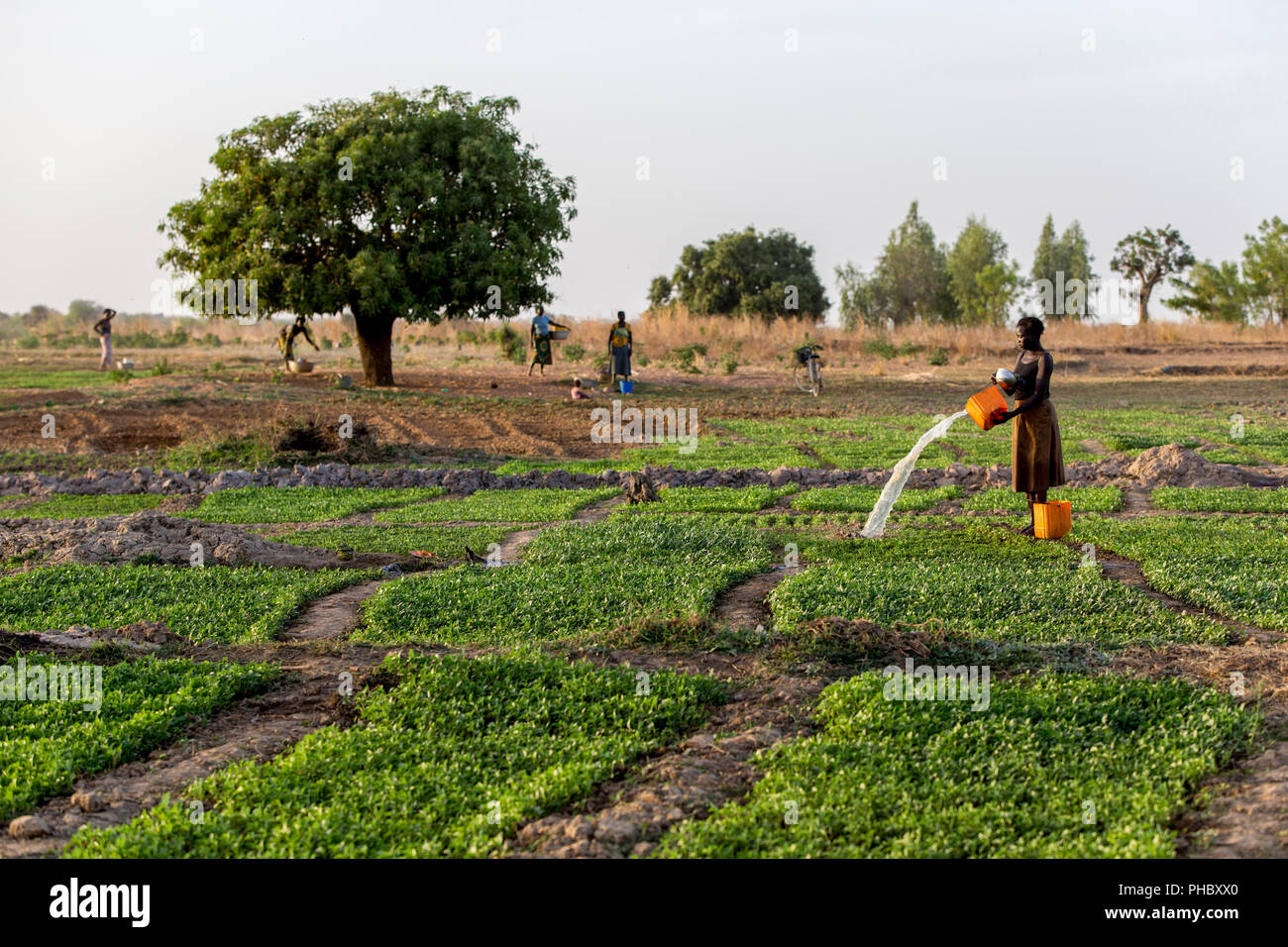 Donna togolese abbeveraggio un campo in Karsome, Togo, Africa occidentale, Africa Foto Stock