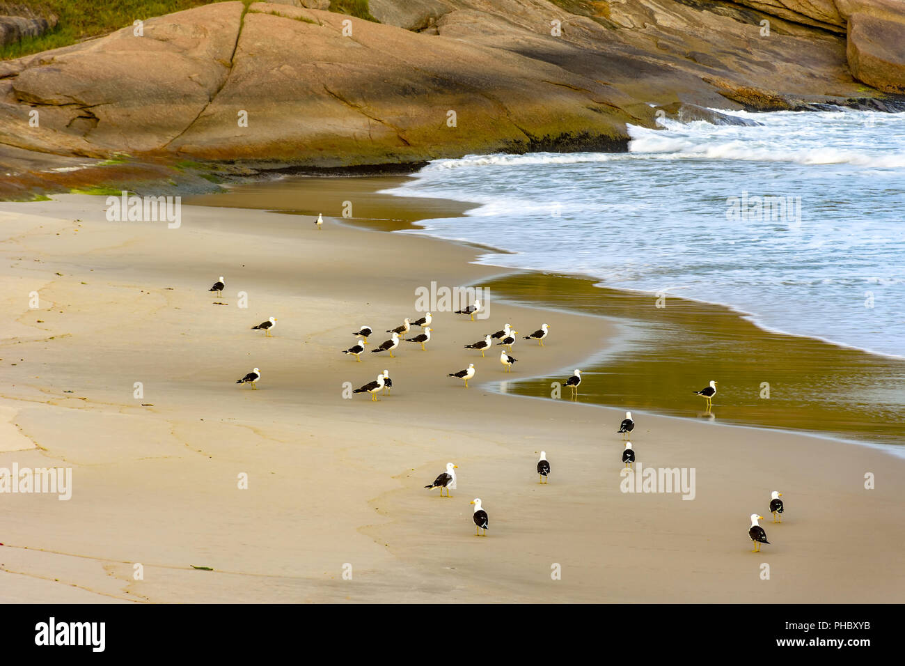 Gabbiani sulla spiaggia Foto Stock