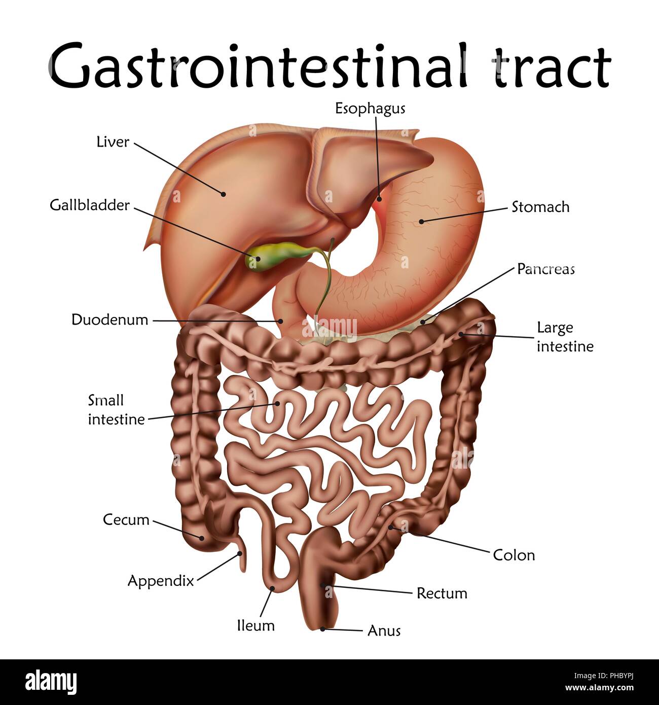 Tratto gastrointestinale con etichette, illustrazione. Foto Stock