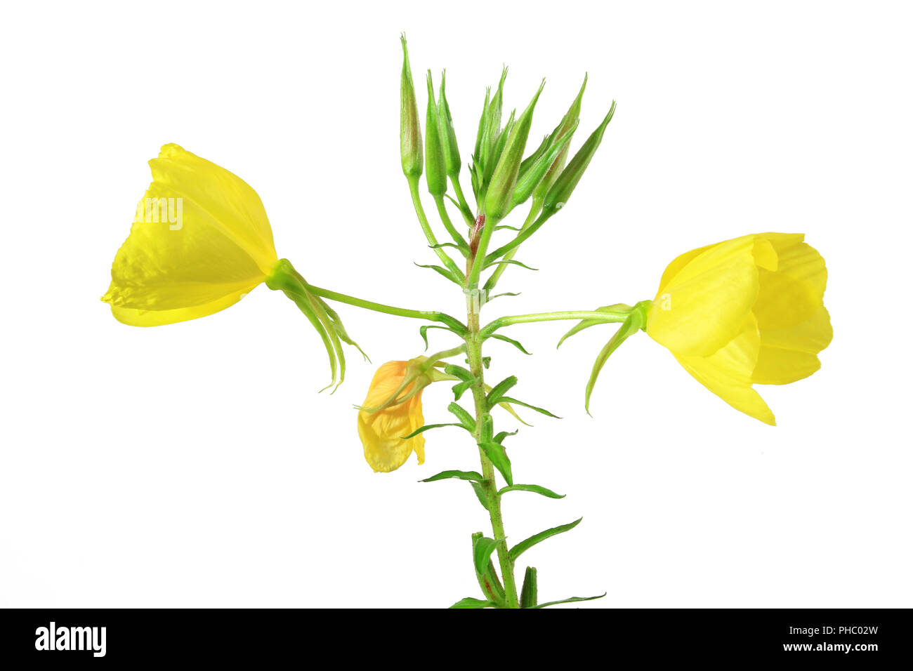 Enagra (Oenothera biennis) Foto Stock