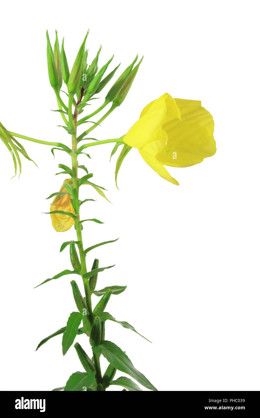 Enagra (Oenothera biennis) Foto Stock