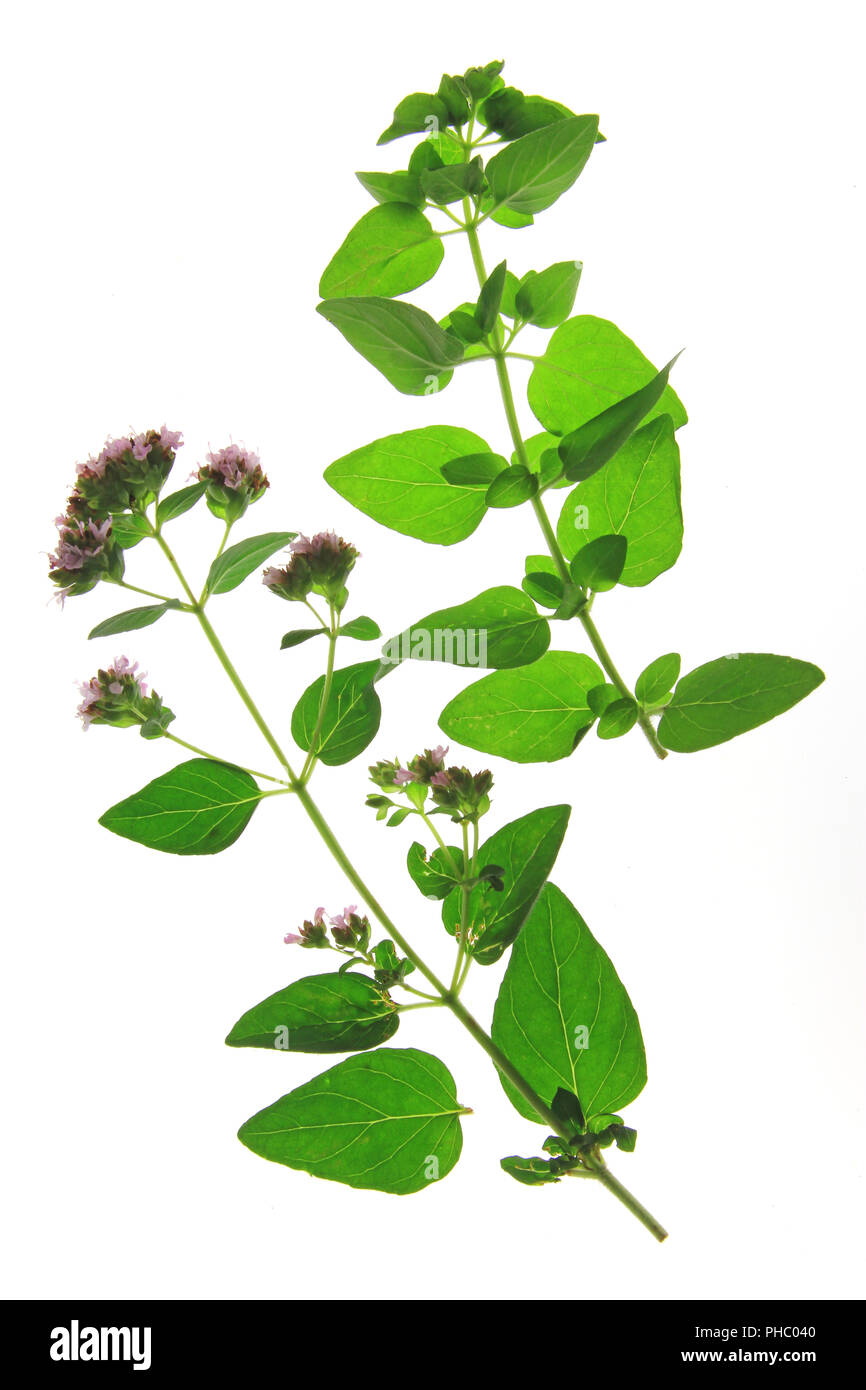 Origano Selvatico o MAGGIORANA (Origanum vulgare) Foto Stock