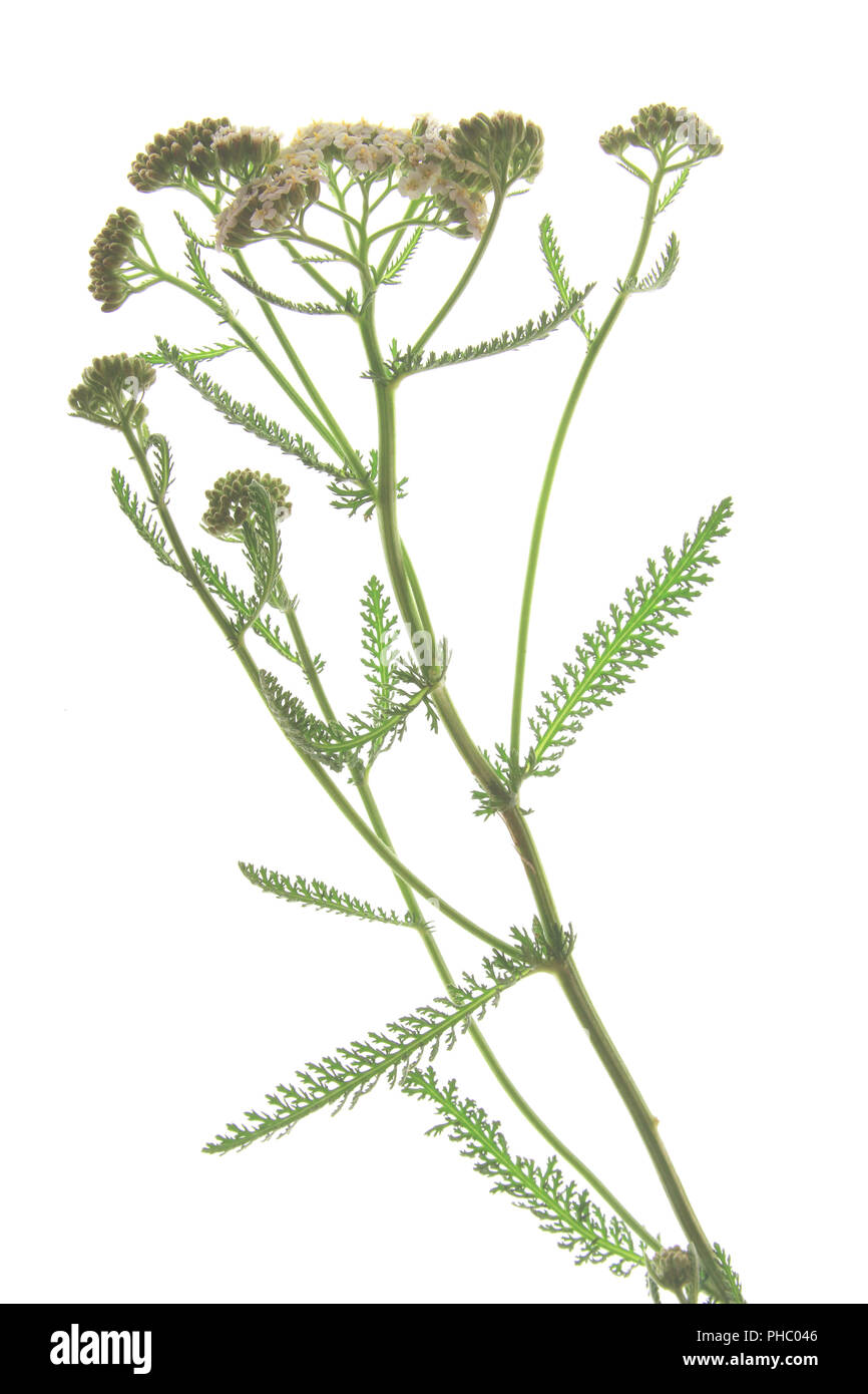 Yarrow comune (Achillea millefolium) Foto Stock