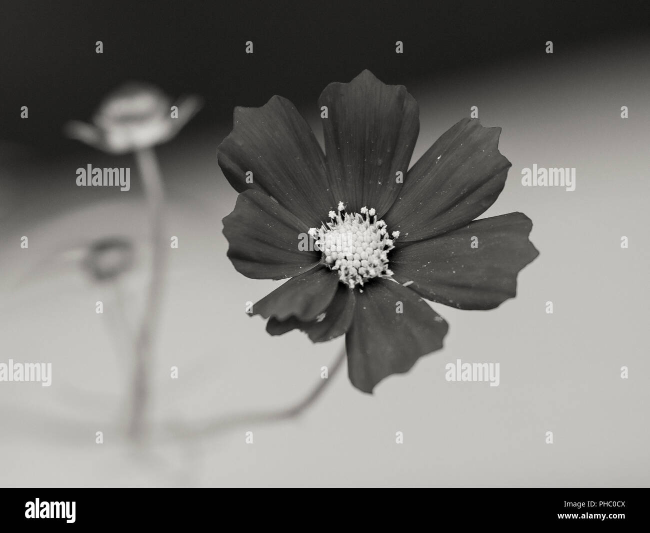 B&W petali di fiori bokeh staccata dalla tecnica nota scena artistica Foto Stock