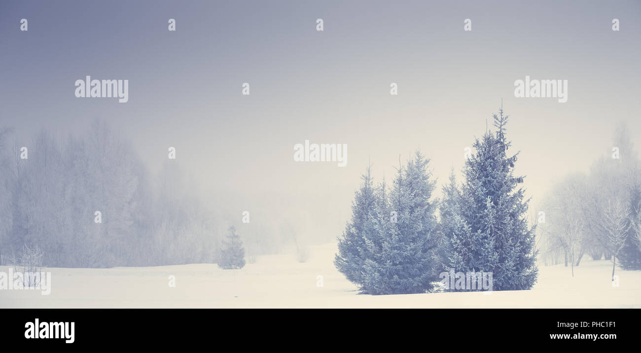 Natale natura. La nebbia paesaggio invernale. Il pupazzo di neve alberi di natale sul prato nevoso. Sfondo di natale. Foto Stock