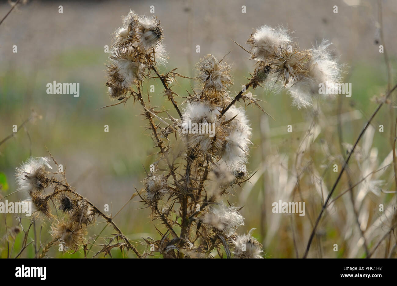 Seedheads del cardo vegetale che cresce in wild sulla spiaggia di ciottoli a fine agosto Foto Stock