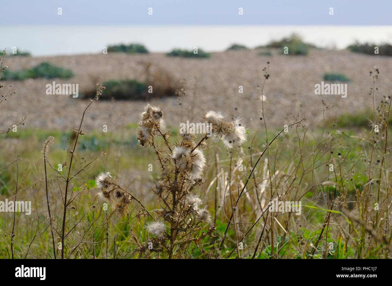 Seedheads del cardo vegetale che cresce in wild sulla spiaggia di ciottoli a fine agosto Foto Stock