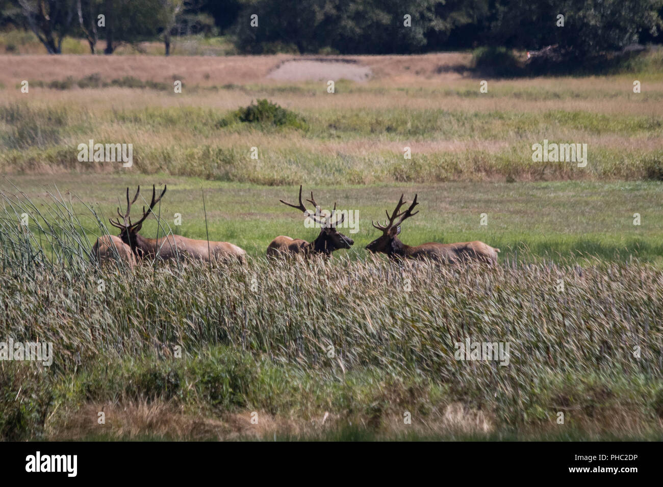 Un gruppo di elk muoversi attraverso un prato in Deans Creek Elk area di visualizzazione vicino Reedsport, Oregon Foto Stock