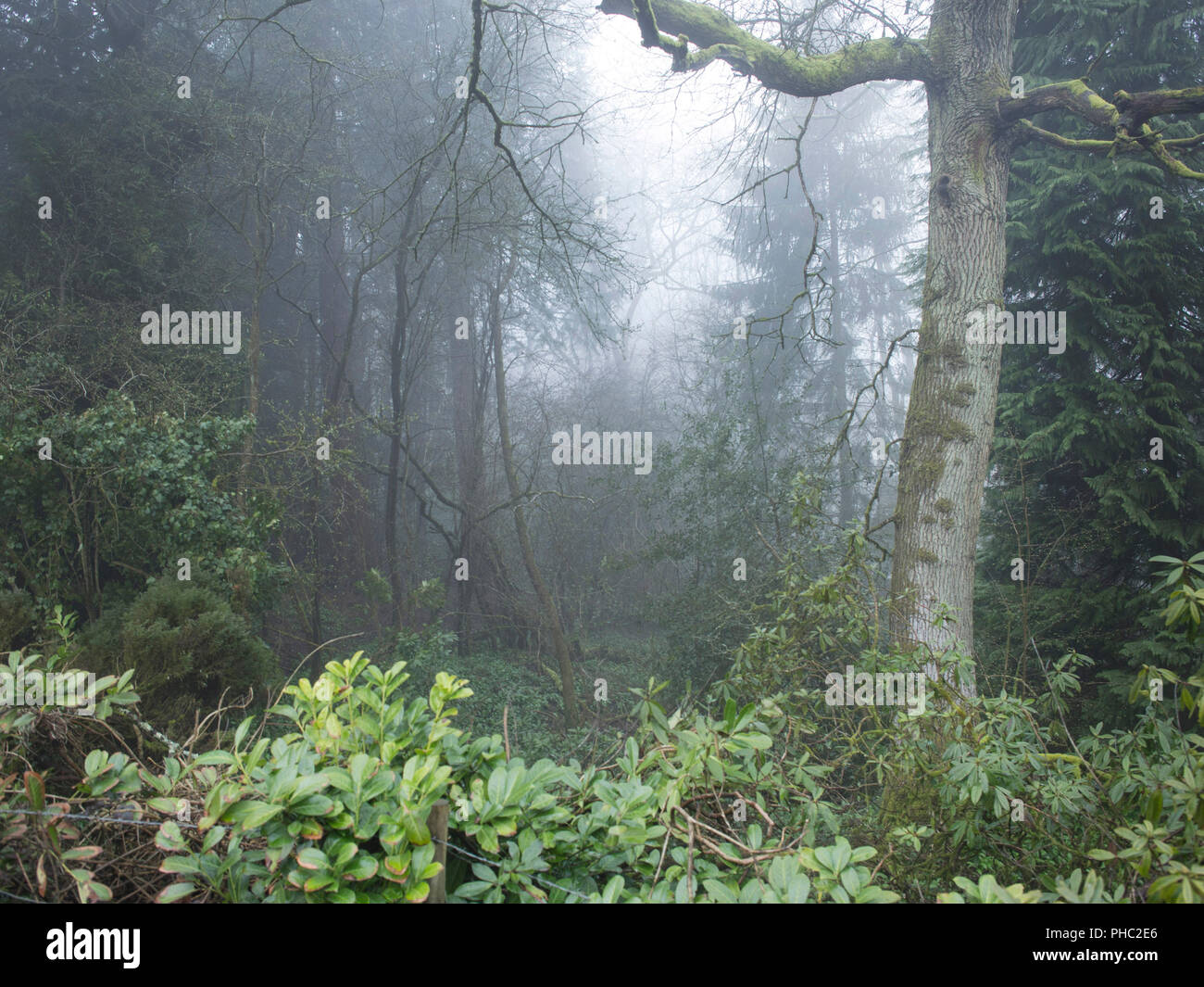 Misty scena della foresta Foto Stock