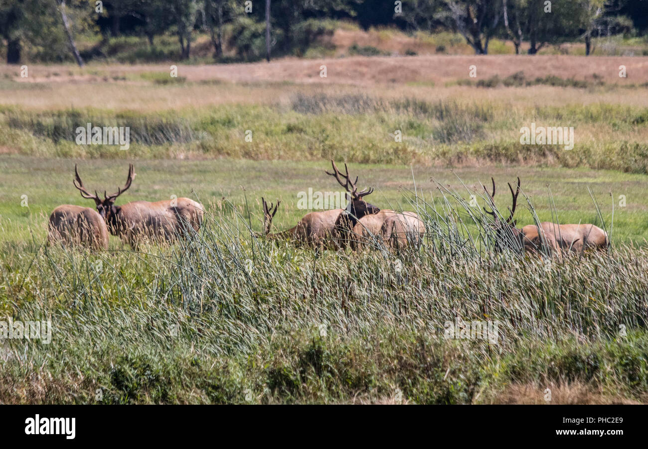 Una mandria di elk riposo in un campo al Dean Creek Elk Area di visualizzazione vicino Reedsport, Oregon Foto Stock