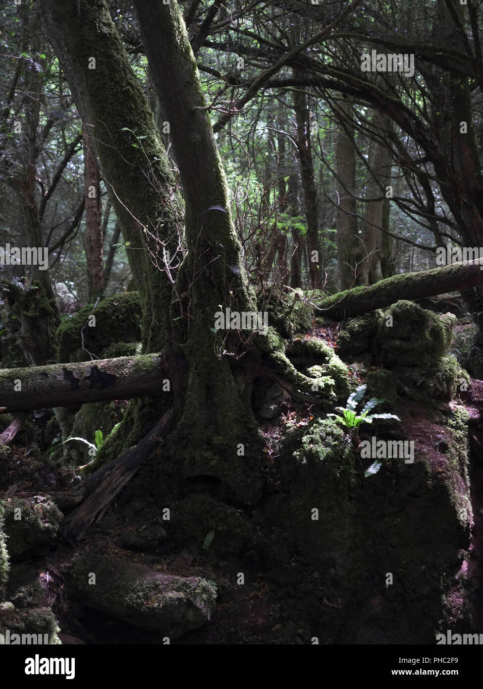 Paesaggi di bosco di Puzzlewood Foto Stock