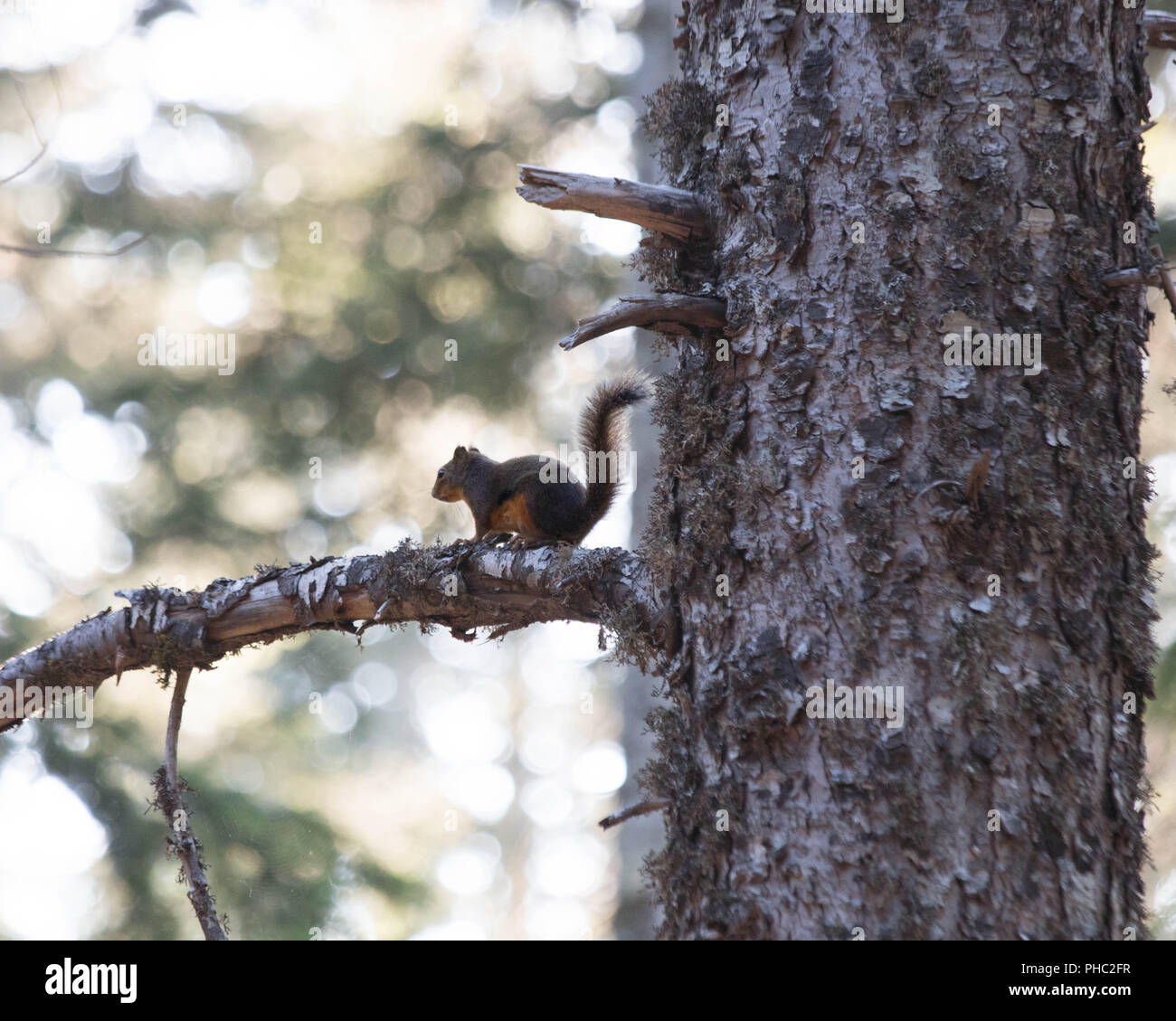 Una femmina di scoiattolo di Douglas difende il suo territorio alta in Oregon Coast range. Foto Stock