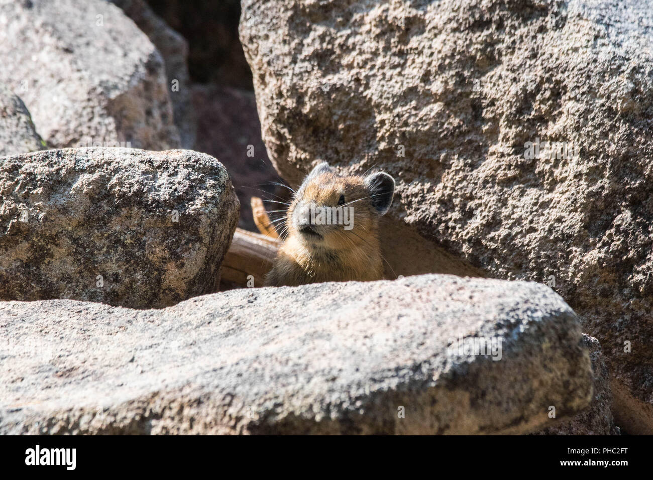 Un giovane americano pika mantiene un occhio per i predatori su un pendio roccioso. Foto Stock