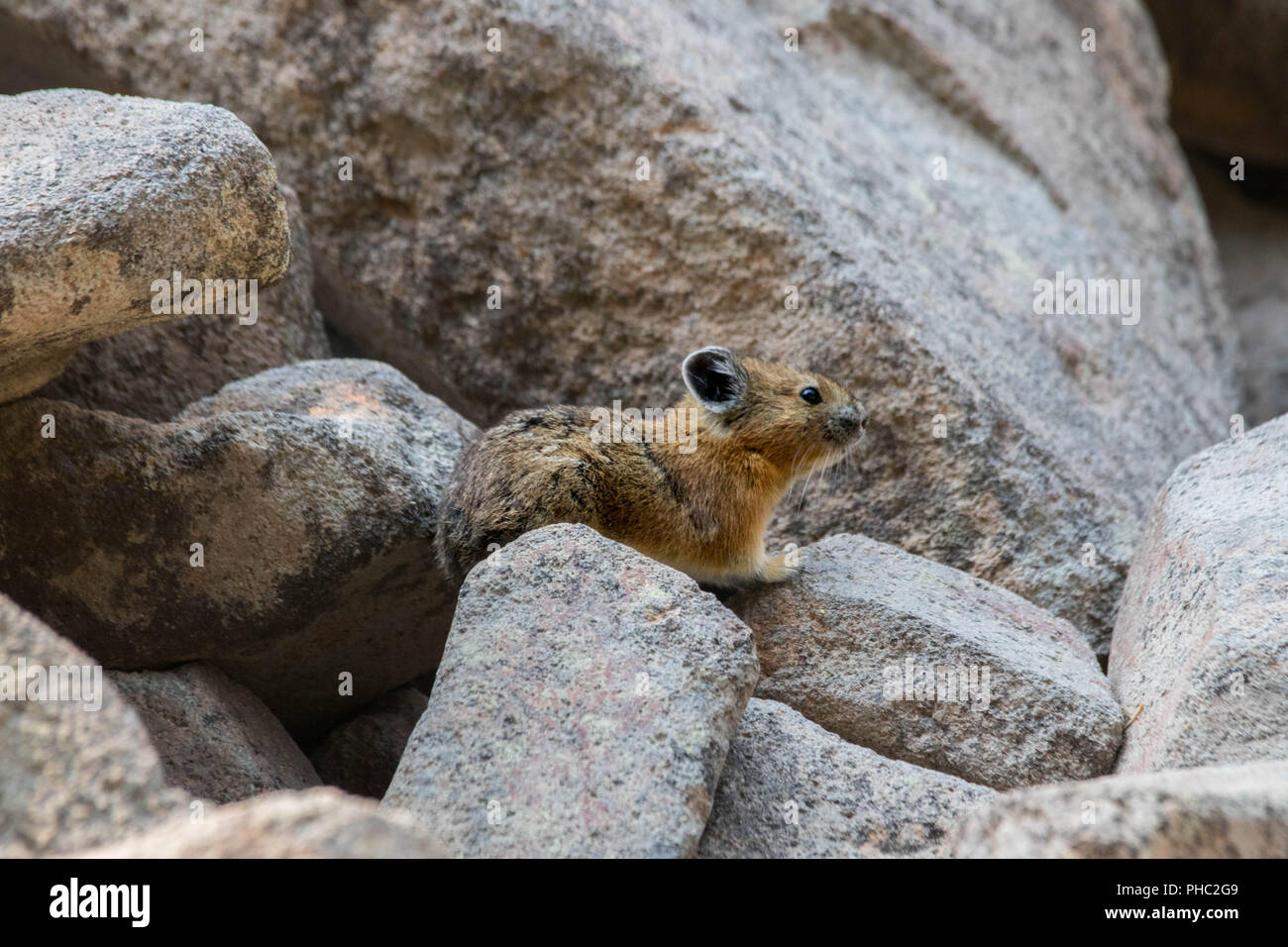 Un giovane americano pika mantiene un occhio per i predatori su un pendio roccioso. Foto Stock
