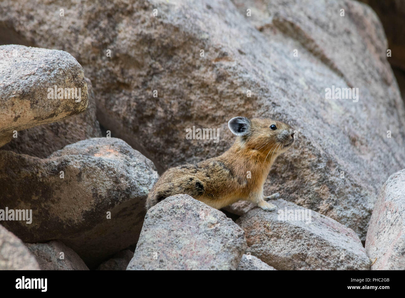 Un giovane americano pika mantiene un occhio per i predatori su un pendio roccioso. Foto Stock