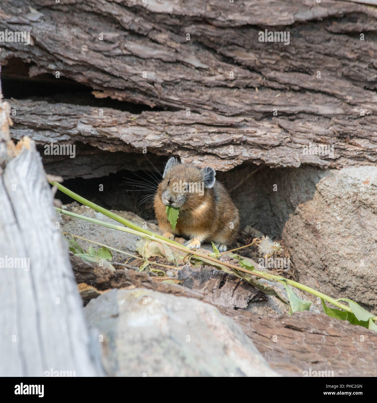 Un giovane americano pika mantiene un occhio per i predatori su un pendio roccioso. Foto Stock