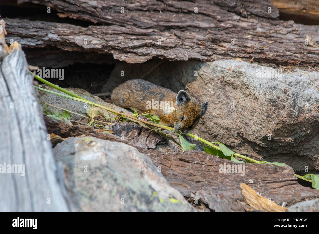 Un giovane americano pika mantiene un occhio per i predatori su un pendio roccioso. Foto Stock