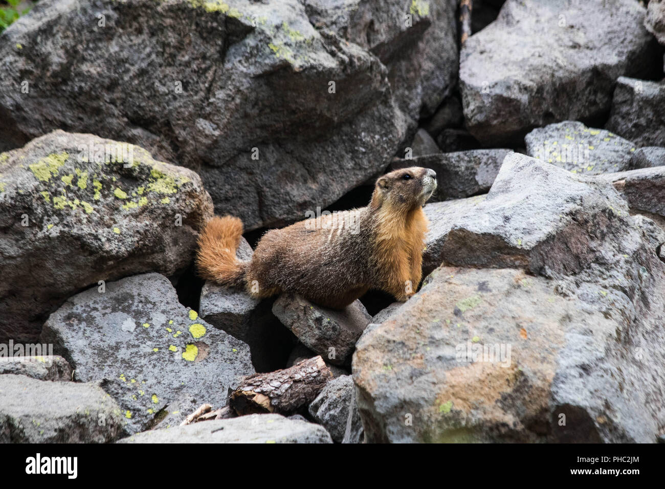 Un grande maschio dominante Marmotta di ventre giallo la guardia al suo territorio nel cratere del lago, parco nazionale, Oregon Foto Stock