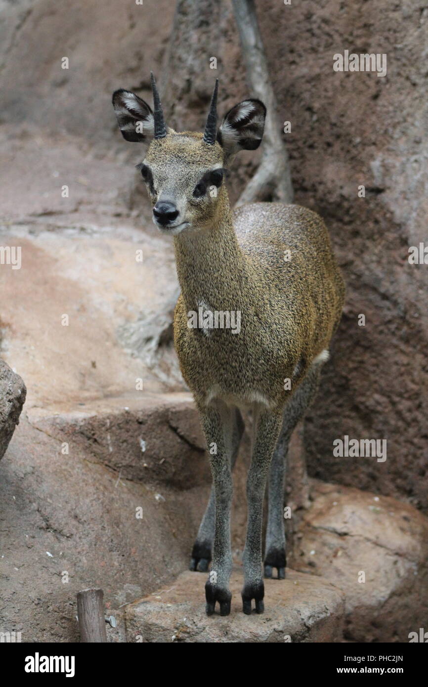 African Klipspringer arroccata su una roccia Foto Stock