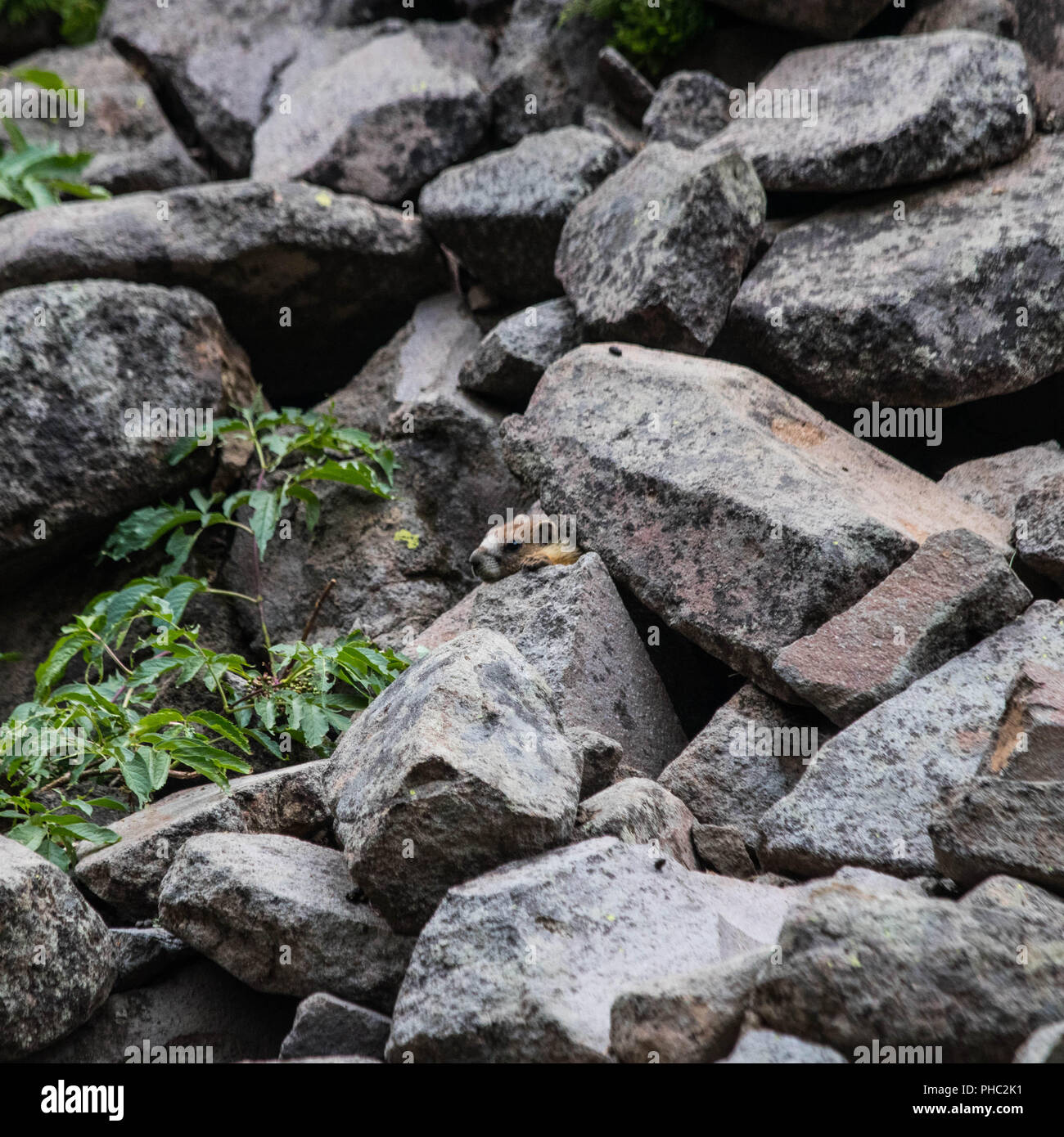 Un giovane marmotta da picchi tra le rocce che circondano la sua tana, di Crater Lake, Oregon. Foto Stock